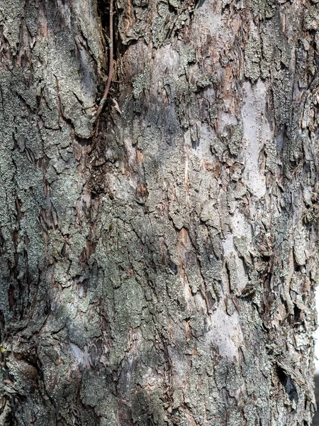 Närbild Träd Bark Vertikalt Foto Trästruktur — Stockfoto