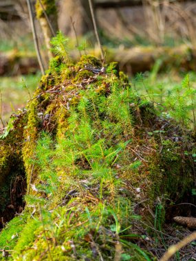 Ormandaki bir kütük yosun ve genç büyümeyle kaplı. Orman manzarası. Gün