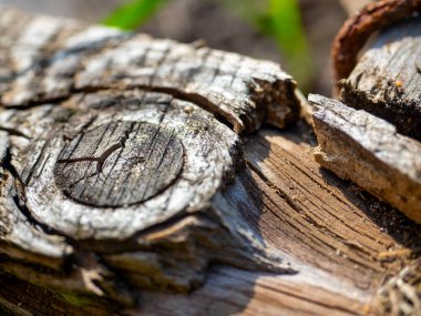 Kesilmiş bir ağaç dalına yakın plan. Seçici odak, soyut resim, doku