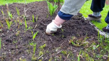 Eldiven takmış bir bahçıvanın yakın çekimi. Çapayla yabani otlardan toprağı işliyor.