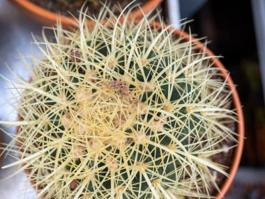 Tencere manzaralı iğneli kaktüsler. Ev bitkileri