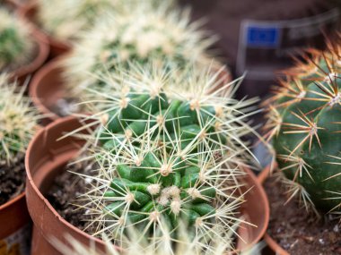 İğneli kaktüslerin yakın görüntüsü. Ev bitkileri