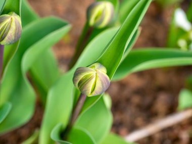 Baharda çiçek açmaya hazır yeşil bir lale tomurcuğunun yakın çekimi. Flora, çiçekler.