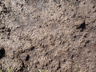 Bitki yetiştirmek için kara toprak ıslaktır. Üst manzara, düz yatış. Doku
