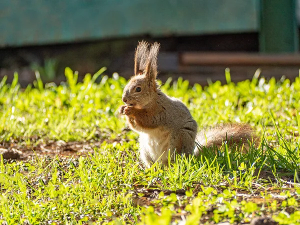 Gran Retrato Una Ardilla Sentada Hierba Verde Del Parque Soleado — Foto de Stock