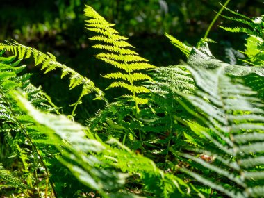 Close-up of a green fern in the sun. Green background