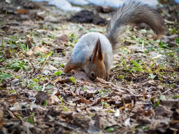 Una Ardilla Cava Través Del Follaje Otoñal Parque Otoño — Foto de Stock