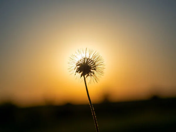 Close Faded Dandelion Background Sun Silhouette Flower Sunset — 스톡 사진