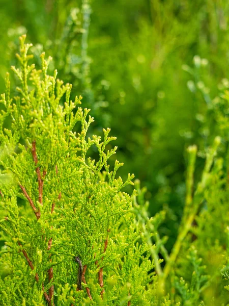 Primo Piano Dei Rami Verdi Del Thuja Concentrazione Selettiva Pianta — Foto Stock