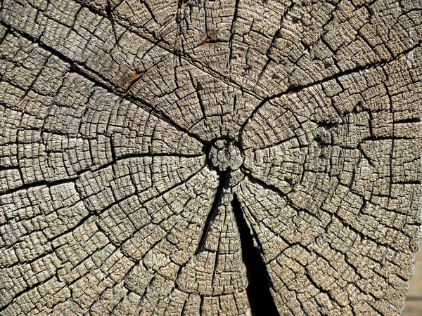 Крупный План Старого Деревянного Пня Покрытого Трещинами Текстура Фон — стоковое фото
