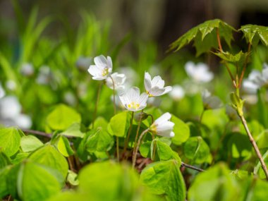Parkta ilkbaharda açan beyaz bir Oxalis çiçeğinin yakın çekimi. Yeşil yapraklar, bulanık arkaplan. Seçici Odaklanma