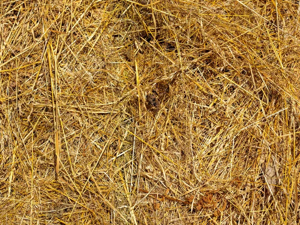 Primo Piano Del Fieno Giallo Raccolto Texture Sfondo Alimentazione Animale — Foto Stock