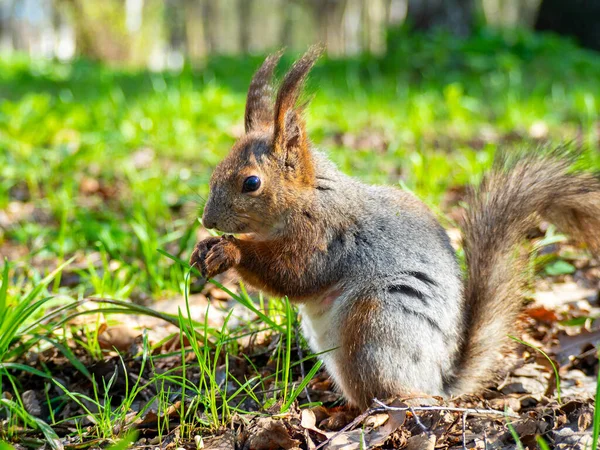 Gran Retrato Una Ardilla Sentada Hierba Verde Del Parque Soleado — Foto de Stock