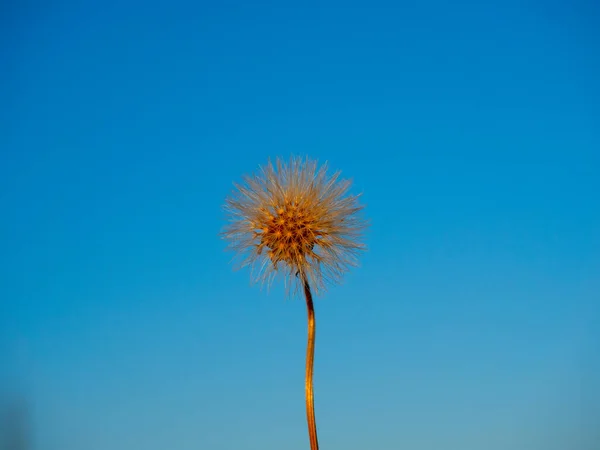Detailní Záběr Zralého Pampeliškového Květu Proti Obloze Večer — Stock fotografie