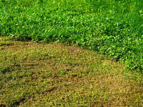 Primo Piano Campo Punteggiato Erba Verde Una Parte Esso Falciata — Foto Stock