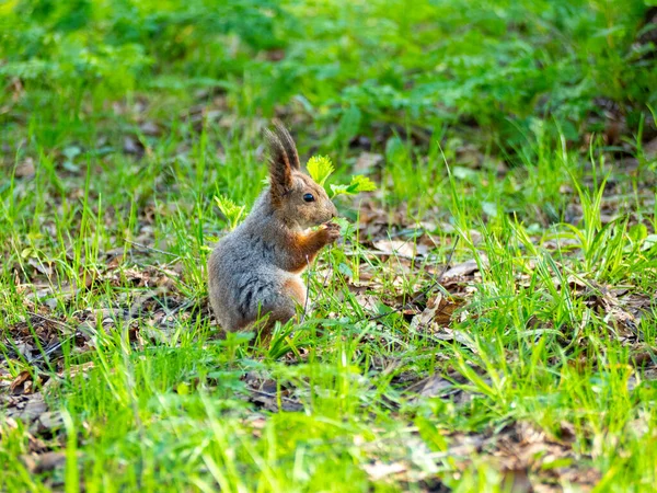 Gran Retrato Una Ardilla Sentada Hierba Verde Del Parque Soleado — Foto de Stock