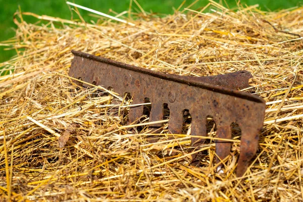 黄色の干し草の上に横たわる熊手の古い錆びた金属部分の終わり — ストック写真