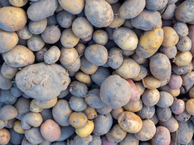 Topraktan çıkarılan patatesler gün boyunca kirlidir. Üst manzara, düz yatış. Hasat konsepti