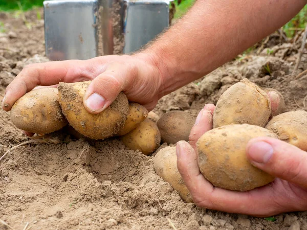 Primer Plano Las Patatas Frescas Excavadas Del Suelo Las Manos — Foto de Stock