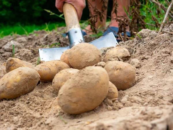 Primer Plano Excavación Patatas Con Una Pala Campo Concepto Cosecha — Foto de Stock