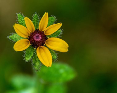 Dikenli yeşil tomurcuklarla çevrili koyu kahverengi merkezli sarı bir çiçeğin canlı yakın çekimi. Bulanık yeşil arka plan çiçekleri vurguluyor. Doğa ve bahçe temaları için mükemmel..