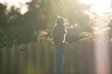 Duvarda duran bir maymun, gün ışığında yumuşak altın arka ışıkta yakalanmış. Görüntü, sıcak tonlarda ve sığ alan derinliğinde, yalnızlığı, gözlemlemeyi ve doğayla bağlantıyı sembolize eden sakin ve minimal bir vahşi yaşam sahnesi yaratıyor..