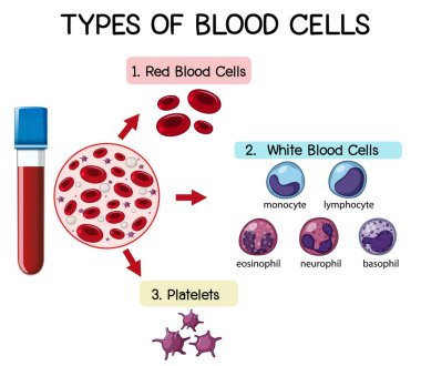 Kan hücrelerinin örnekleme türleri