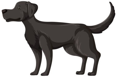 Siyah Labrador Retriever beyaz arkaplanda izole bir şekilde duruyor