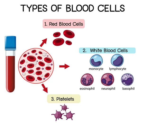 Abbildung Der Arten Von Blutzellen — Stockvektor