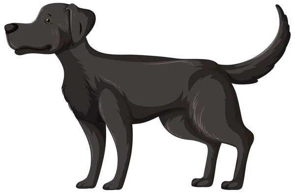 Preto Labrador Retriever Pose Isolado Branco Fundo Ilustração — Vetor de Stock