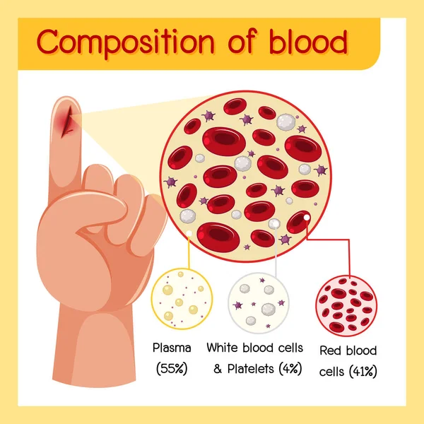 Composition Blood Diagram Illustration — Stock Vector