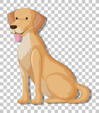 Sarı Labrador Retriever, şeffaf arkaplan illüstrasyonunda izole edilmiş, oturan çizgi film karakteri