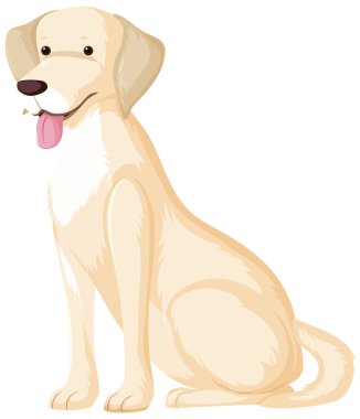 Oturmakta olan beyaz labrador retriever beyaz arkaplanda izole poz