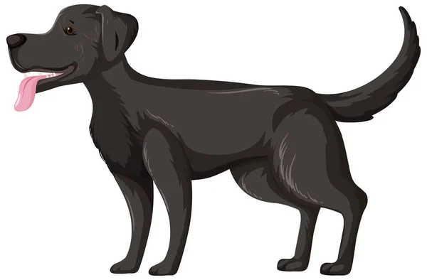 Czarny Labrador Retriever Pozycji Stojącej Izolowany Białym Tle Ilustracji — Wektor stockowy