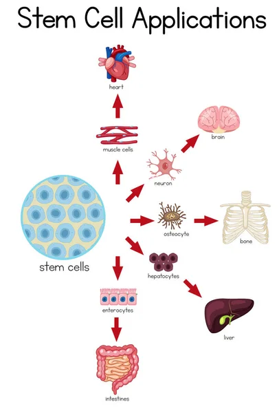 Informatieve Poster Van Stamceltoepassingen Illustratie — Stockvector