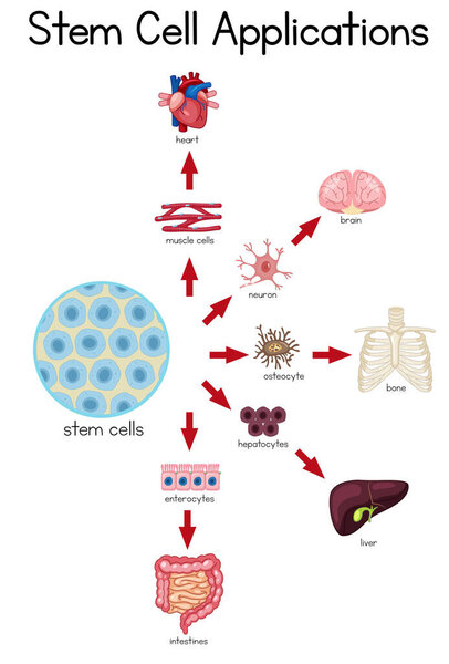 Informative poster of stem cell applications illustration