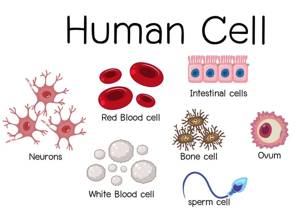 Zestaw Różnych Ilustracji Komórek Ludzkich — Wektor stockowy