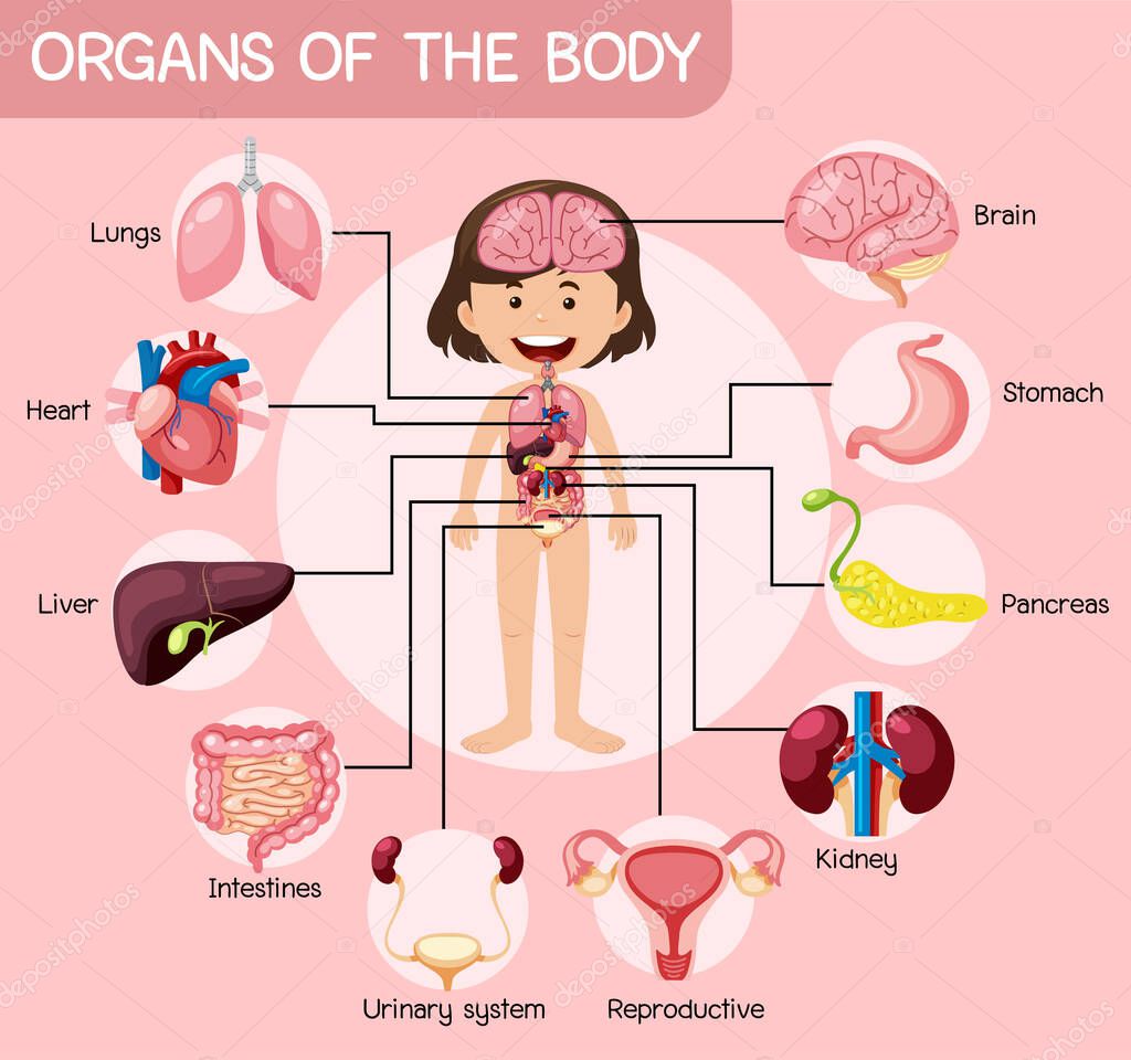 Informative organs of the body illustration