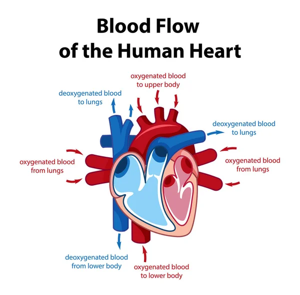 Ilustración Del Diagrama Del Flujo Sanguíneo Del Corazón Humano — Archivo Imágenes Vectoriales