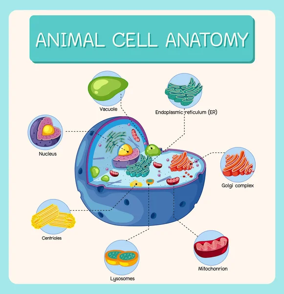 Anatomi Gambar Sel Hewan Diagram Biologi - Stok Vektor