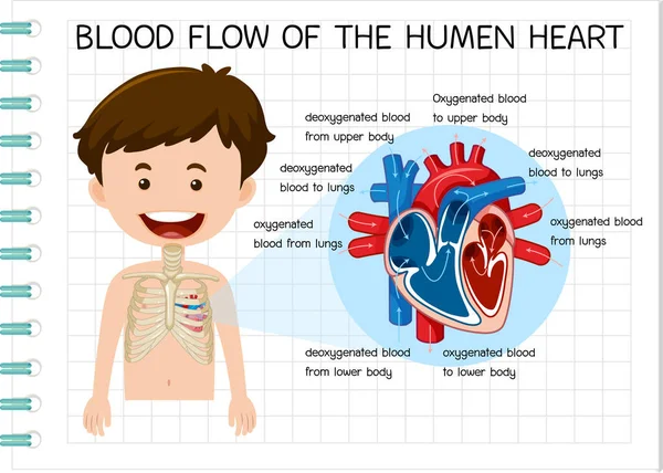 Schema Van Bloedstroom Van Het Menselijk Hart Illustratie — Stockvector