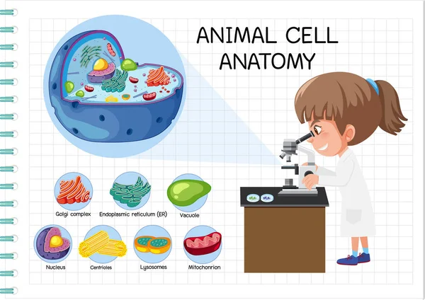 動物細胞の解剖図 生物図 — ストックベクタ