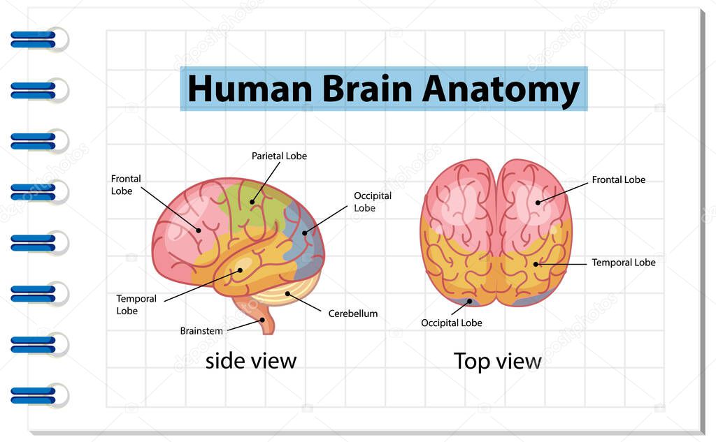 Information poster of human brain diagram illustration