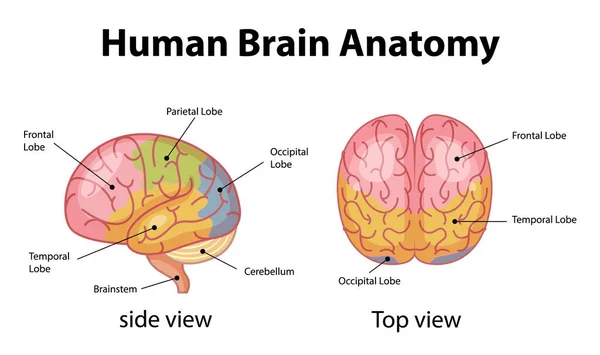 Afiche Informativo Ilustración Del Diagrama Cerebral Humano — Vector de stock