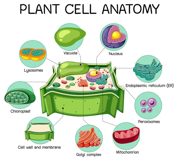 Anatomie Van Plantaardige Cel Biologie Diagram Illustratie — Stockvector