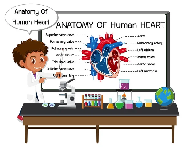 Cartel Informativo Del Diagrama Del Corazón Humano Ilustración — Vector de stock