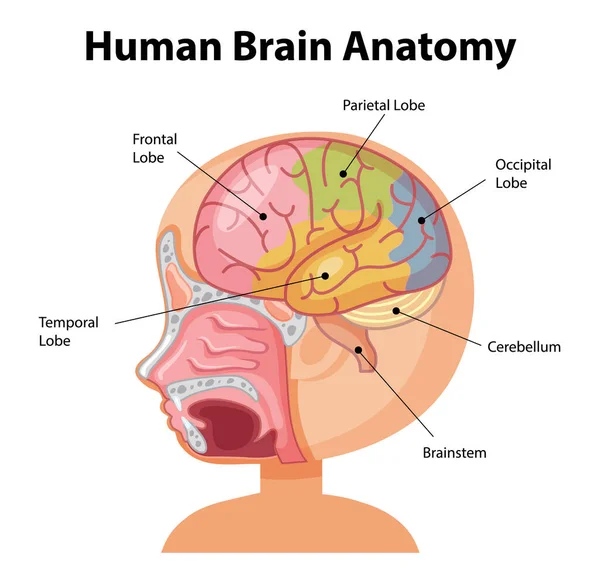 Afiche Informativo Ilustración Del Diagrama Cerebral Humano — Vector de stock