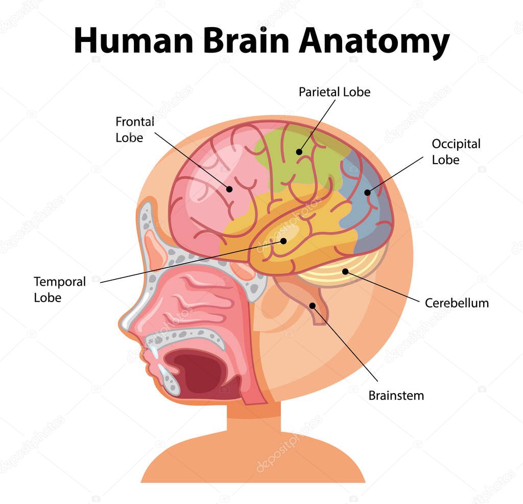 Information poster of human brain diagram illustration