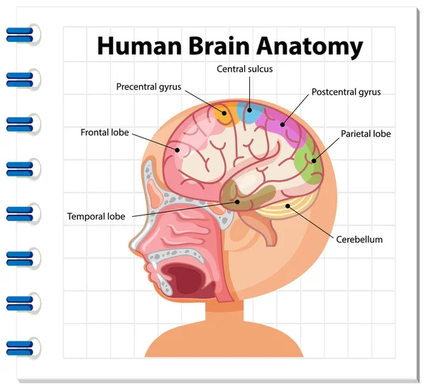 Informationsplakat Zur Illustration Des Menschlichen Gehirndiagramms — Stockvektor