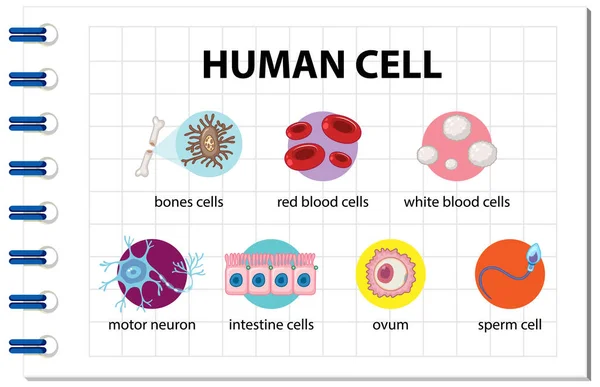 教育用イラスト用ヒト細胞の図 — ストックベクタ